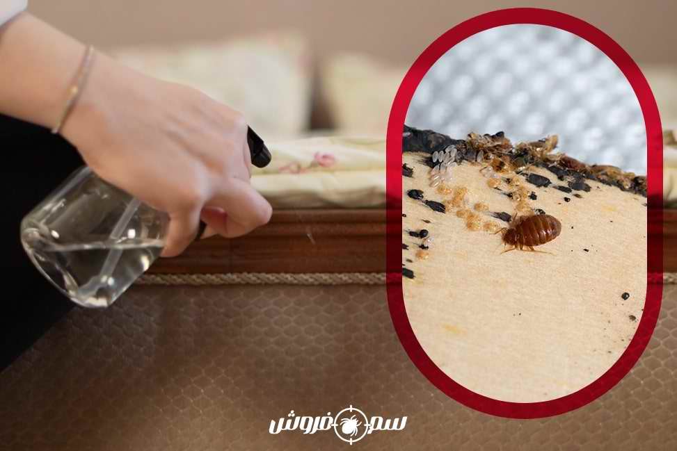 بهترین زمان سمپاشی ساس