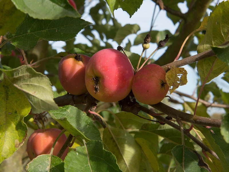 معرفی چهار نوع نهال سیب